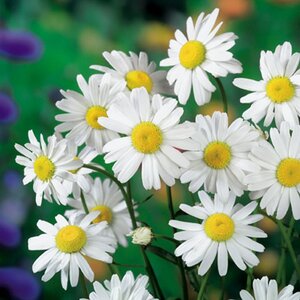 Leucanthemum (S) 'Alaska' geen maat specificatie 0,55L/P9cm - afbeelding 3