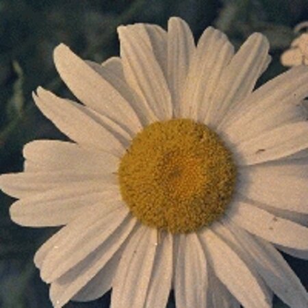 Leucanthemum (S) 'Alaska' geen maat specificatie 0,55L/P9cm - afbeelding 1