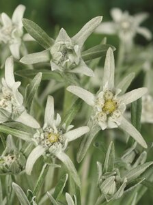 Leontopodium alpinum geen maat specificatie 0,55L/P9cm - afbeelding 4