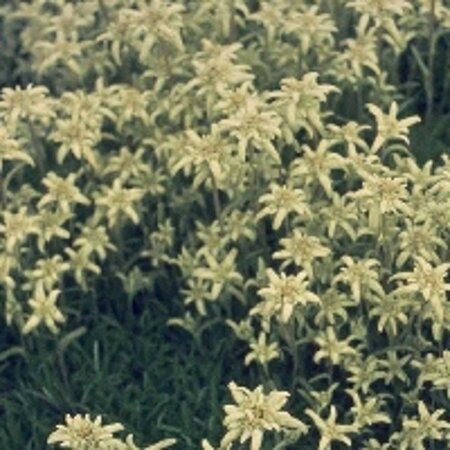 Leontopodium alpinum geen maat specificatie 0,55L/P9cm - afbeelding 5