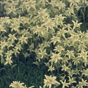 Leontopodium alpinum geen maat specificatie 0,55L/P9cm - afbeelding 5