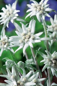 Leontopodium alpinum geen maat specificatie 0,55L/P9cm - afbeelding 6