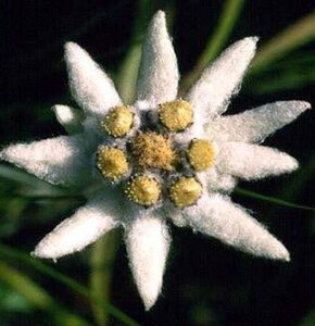 Leontopodium alpinum geen maat specificatie 0,55L/P9cm - afbeelding 7