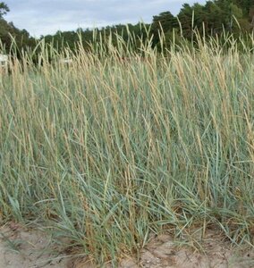 Leymus arenarius geen maat specificatie 0,55L/P9cm - afbeelding 3