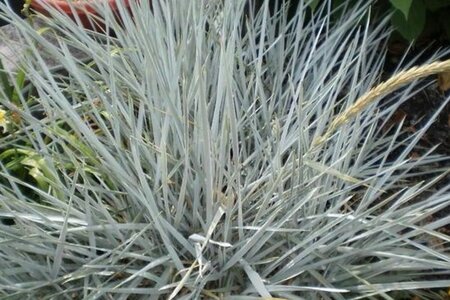 Leymus arenarius geen maat specificatie 0,55L/P9cm - afbeelding 1