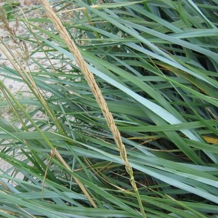Leymus arenarius geen maat specificatie 0,55L/P9cm - afbeelding 3