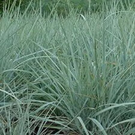 Leymus arenarius geen maat specificatie 0,55L/P9cm - afbeelding 2