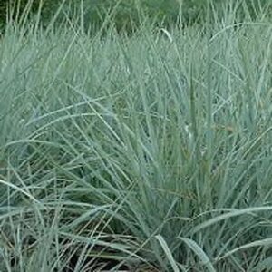 Leymus arenarius geen maat specificatie 0,55L/P9cm - afbeelding 2