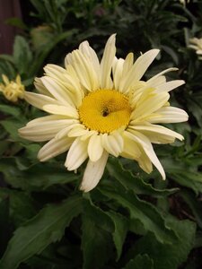 Leucanthemum (S) 'Banana Cream' geen maat specificatie 0,55L/P9cm
