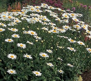 Leucanthemum (S) 'Becky' geen maat specificatie 0,55L/P9cm