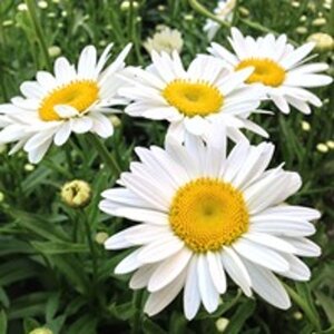 Leucanthemum (S) 'Becky' geen maat specificatie 0,55L/P9cm - afbeelding 2