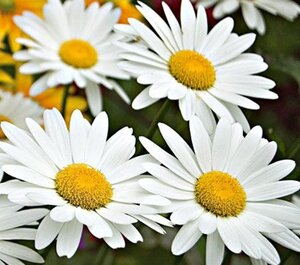 Leucanthemum (S) 'Becky' geen maat specificatie 0,55L/P9cm - afbeelding 3