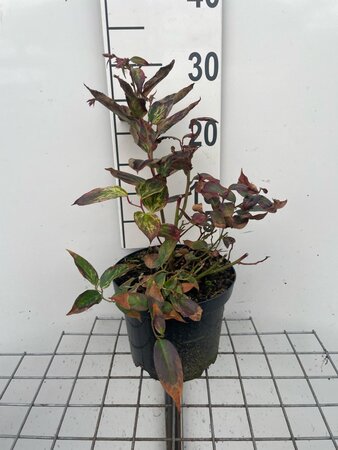 Leucothoe f. 'Rainbow' 20-30 cm cont. 3,0L - afbeelding 1