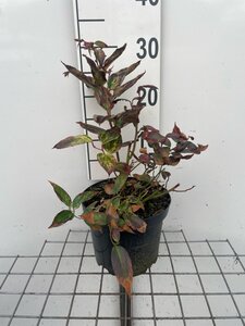 Leucothoe f. 'Rainbow' 20-30 cm cont. 3,0L