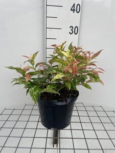 Leucothoe f. 'Rainbow' 20-30 cm cont. 3,0L - afbeelding 2