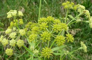 Levisticum officinale geen maat specificatie 0,55L/P9cm