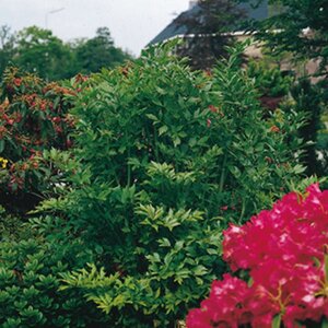 Levisticum officinale geen maat specificatie 0,55L/P9cm - afbeelding 3