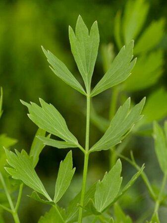 Levisticum officinale geen maat specificatie 0,55L/P9cm - afbeelding 4