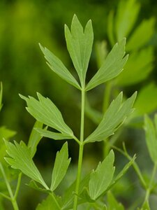 Levisticum officinale geen maat specificatie 0,55L/P9cm - afbeelding 4