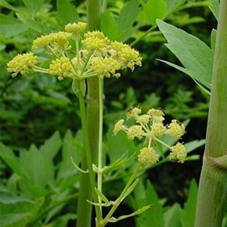 Levisticum officinale geen maat specificatie 0,55L/P9cm - afbeelding 6