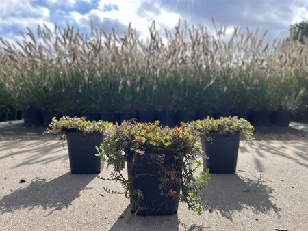 Leptinella squalida geen maat specificatie 0,55L/P9cm - afbeelding 5