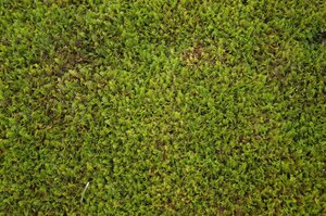 Leptinella squalida geen maat specificatie 0,55L/P9cm