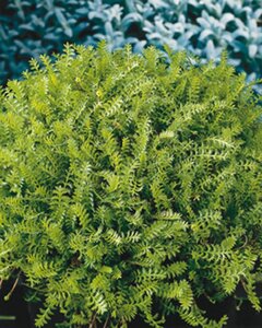 Leptinella squalida geen maat specificatie 0,55L/P9cm - afbeelding 6