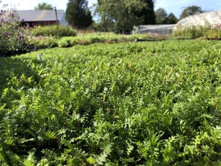 Leptinella squalida geen maat specificatie 0,55L/P9cm - afbeelding 2