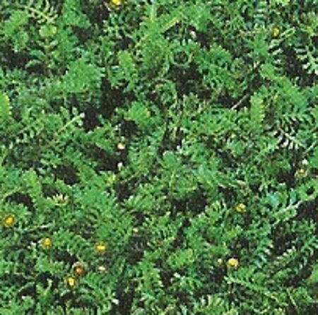 Leptinella squalida geen maat specificatie 0,55L/P9cm - afbeelding 7