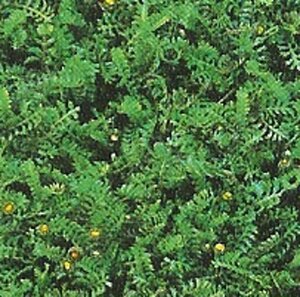 Leptinella squalida geen maat specificatie 0,55L/P9cm - afbeelding 7