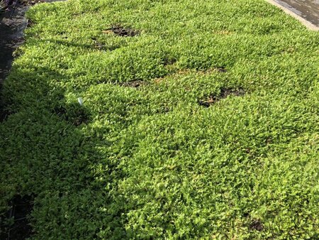 Leptinella squalida geen maat specificatie 0,55L/P9cm - afbeelding 3