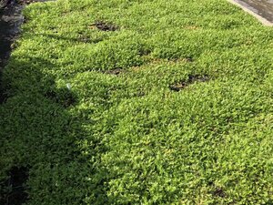 Leptinella squalida geen maat specificatie 0,55L/P9cm - afbeelding 3