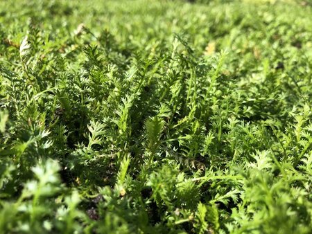 Leptinella squalida geen maat specificatie 0,55L/P9cm - afbeelding 4