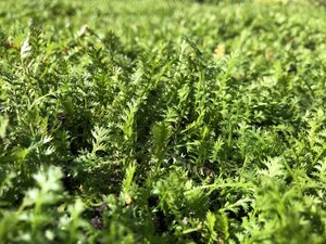 Leptinella squalida geen maat specificatie 0,55L/P9cm - afbeelding 4