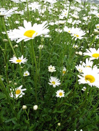 Leucanthemum vulgare 'Maikönigin' geen maat specificatie 0,55L/P9cm - afbeelding 4