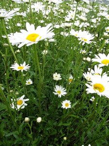 Leucanthemum vulgare 'Maikönigin' geen maat specificatie 0,55L/P9cm - afbeelding 4