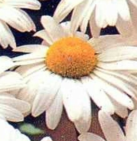 Leucanthemum vulgare 'Maikönigin' geen maat specificatie 0,55L/P9cm - afbeelding 5