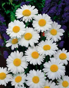 Leucanthemum vulgare 'Maikönigin' geen maat specificatie 0,55L/P9cm - afbeelding 6