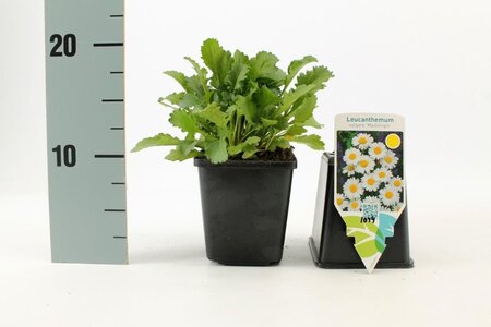 Leucanthemum vulgare 'Maikönigin' geen maat specificatie 0,55L/P9cm - afbeelding 3