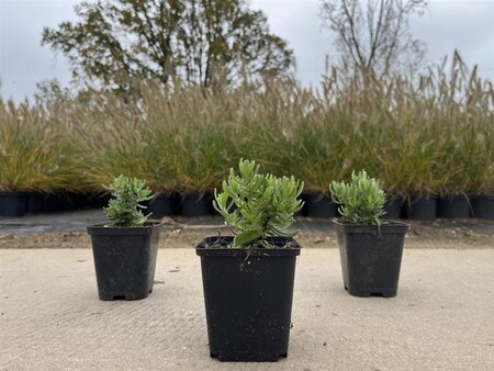 Glandora d. 'Heavenly Blue' (=Lithodora verouderd) geen maat specificatie 0,55L/P9cm