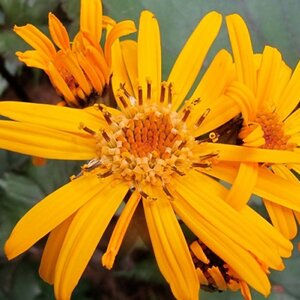 Ligularia d. 'Othello' geen maat specificatie 0,55L/P9cm