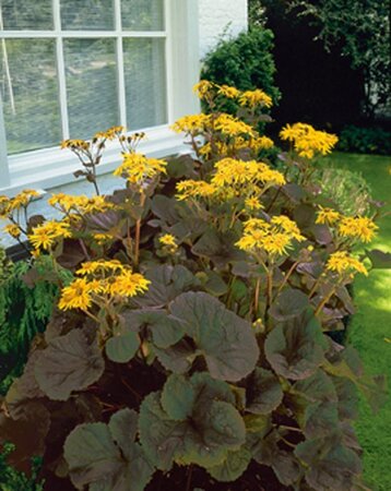 Ligularia d. 'Othello' geen maat specificatie 0,55L/P9cm - afbeelding 2