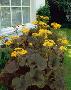 Ligularia d. 'Othello' geen maat specificatie 0,55L/P9cm - afbeelding 2