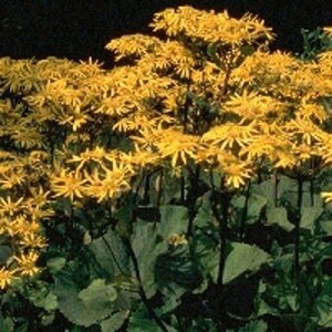Ligularia d. 'Othello' geen maat specificatie 0,55L/P9cm - afbeelding 3