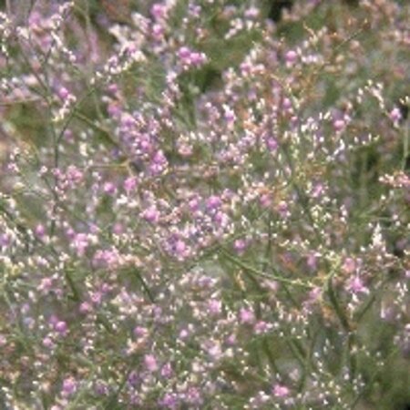 Limonium latifolium geen maat specificatie 0,55L/P9cm - afbeelding 1