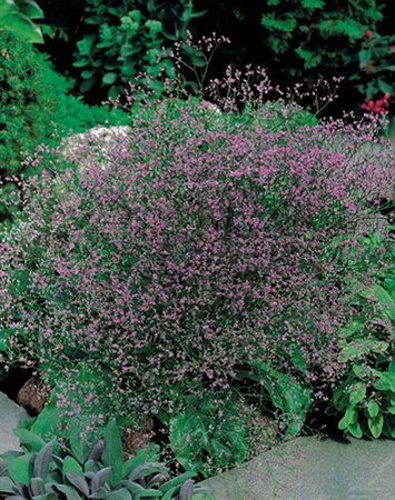 Limonium latifolium geen maat specificatie 0,55L/P9cm - afbeelding 2