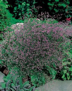 Limonium latifolium geen maat specificatie 0,55L/P9cm - afbeelding 2