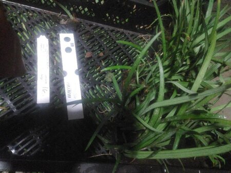 Liriope muscari 'Big Blue' geen maat specificatie 0,55L/P9cm - afbeelding 9