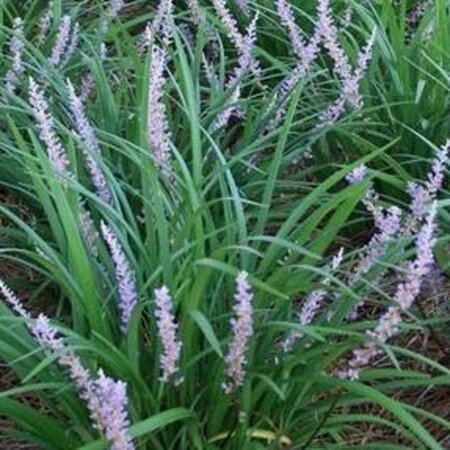 Liriope muscari 'Big Blue' geen maat specificatie 0,55L/P9cm - afbeelding 6