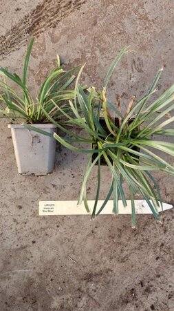 Liriope muscari 'Big Blue' geen maat specificatie 0,55L/P9cm - afbeelding 8
